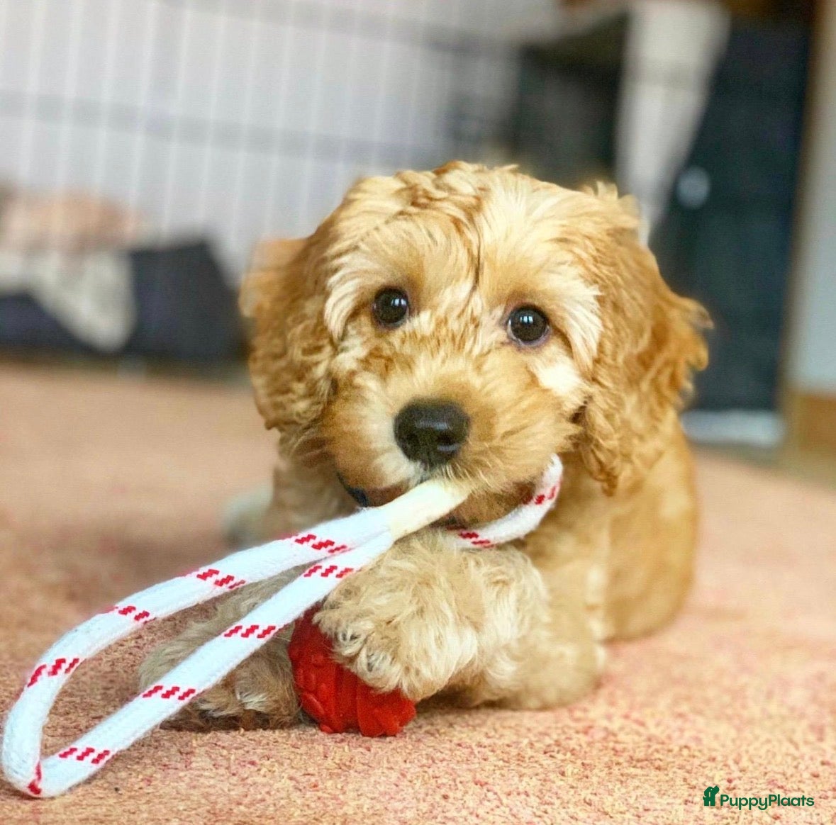 Australian Labradoodle honden Australian labradoodle (medium) - Advertentie 3