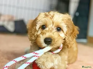 Australian Labradoodle honden Australian labradoodle (medium) - Advertentie 3