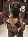 Mechelse Herder Puppy 6