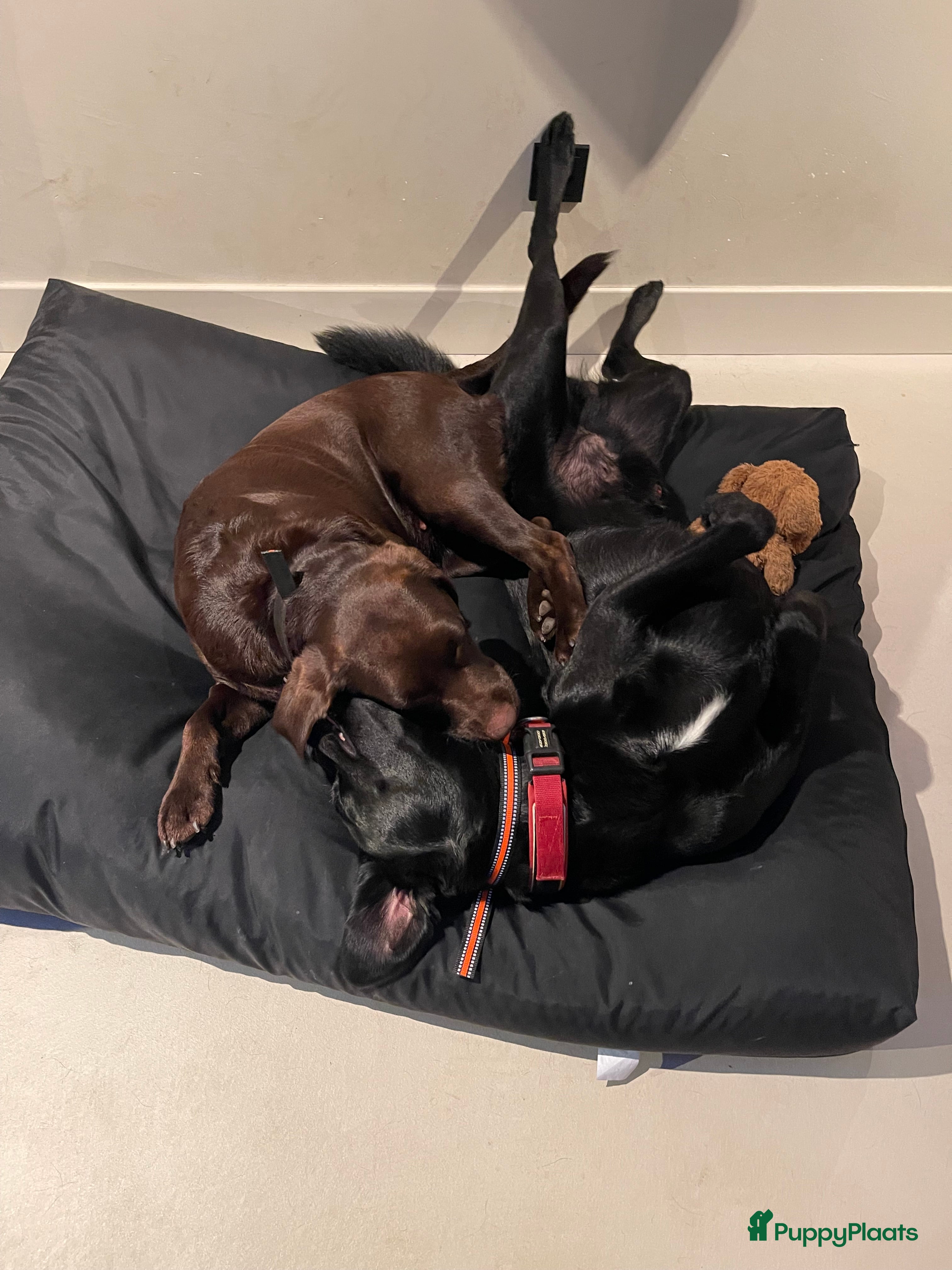 Kruising honden Nestje labradors kruising binnenkort verwacht - Advertentie 2