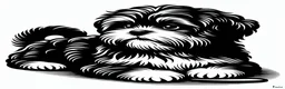 Kruising honden te koop: Bolonka Zwetna X pupjes - Advertentie 7