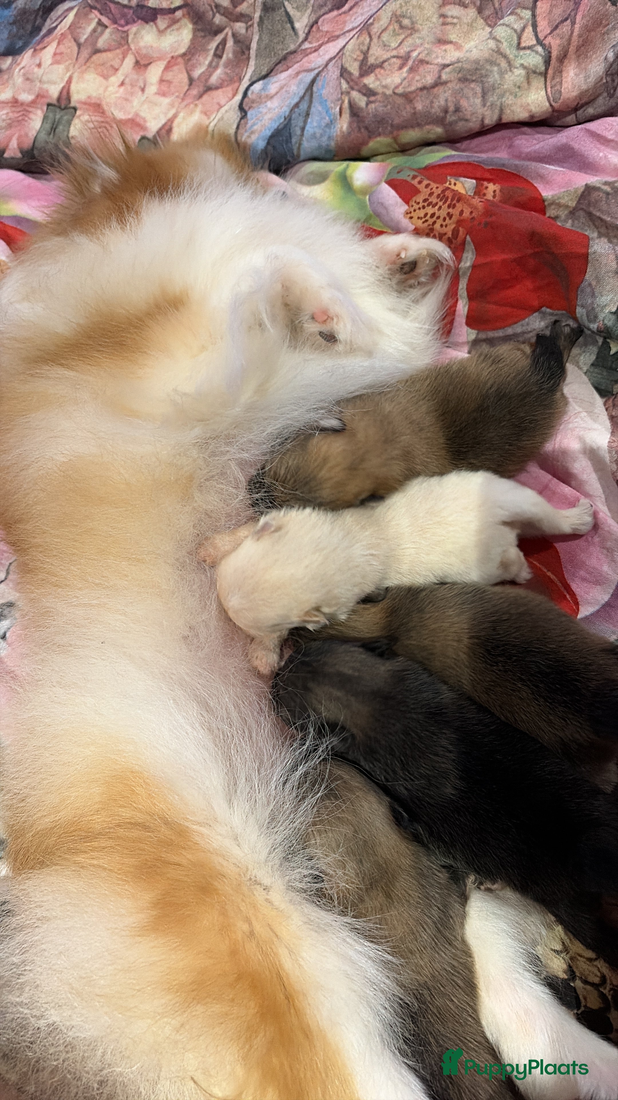Pomeriaan honden te koop: Pomeranian pups  in Zwolle - Advertentie 2