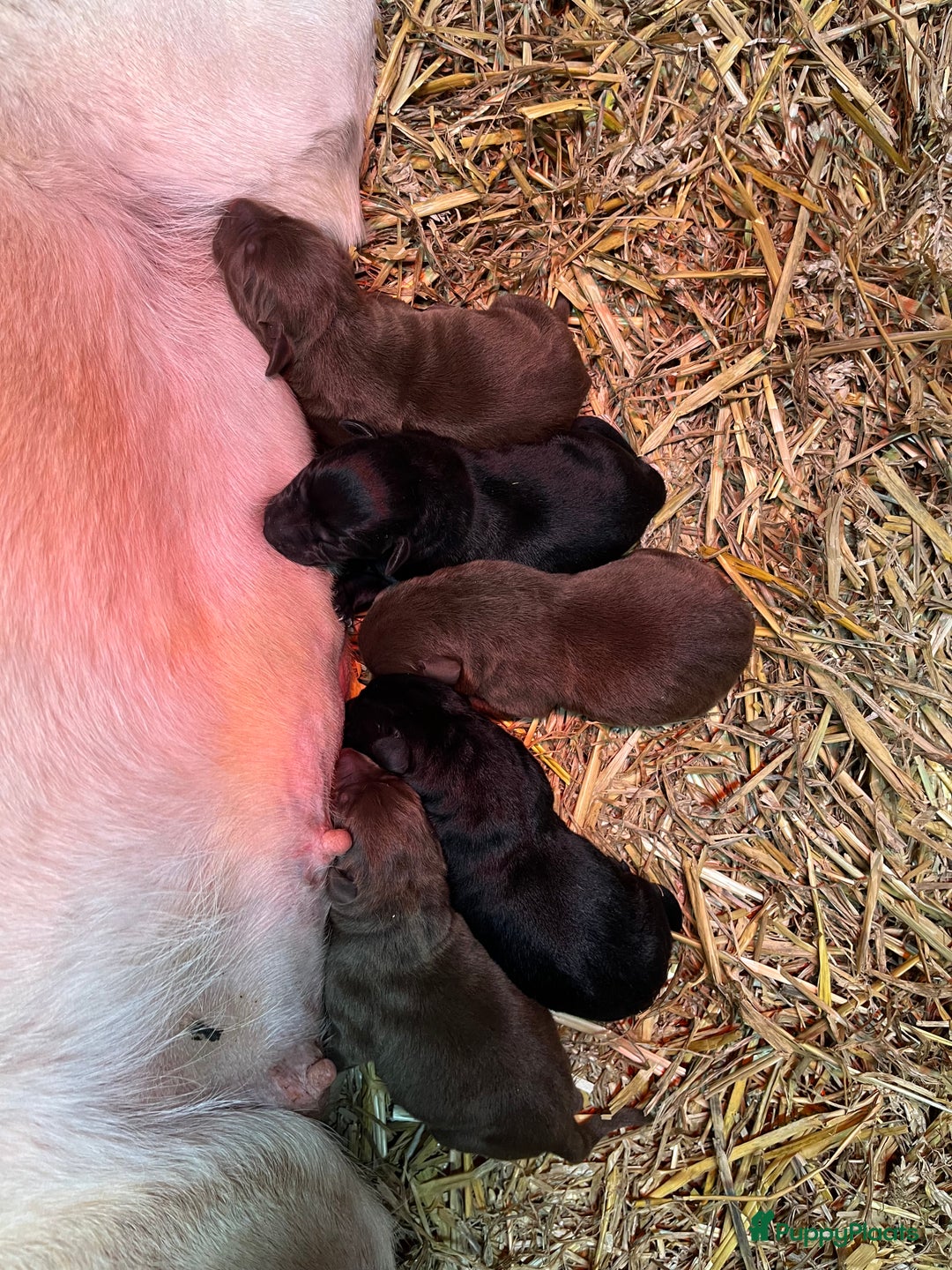 Labrador Retriever honden te koop: Nog 1 Lievebruine labrador pup te koop - Advertentie 10