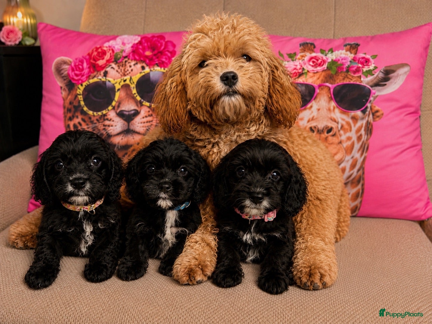 Cavapoo honden te koop: Cavapoo  - Advertentie 1