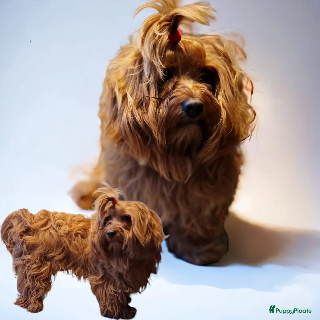 Havanezer honden te koop: Prachtige gezonde Havanezer pups met stamboom - Advertentie 18