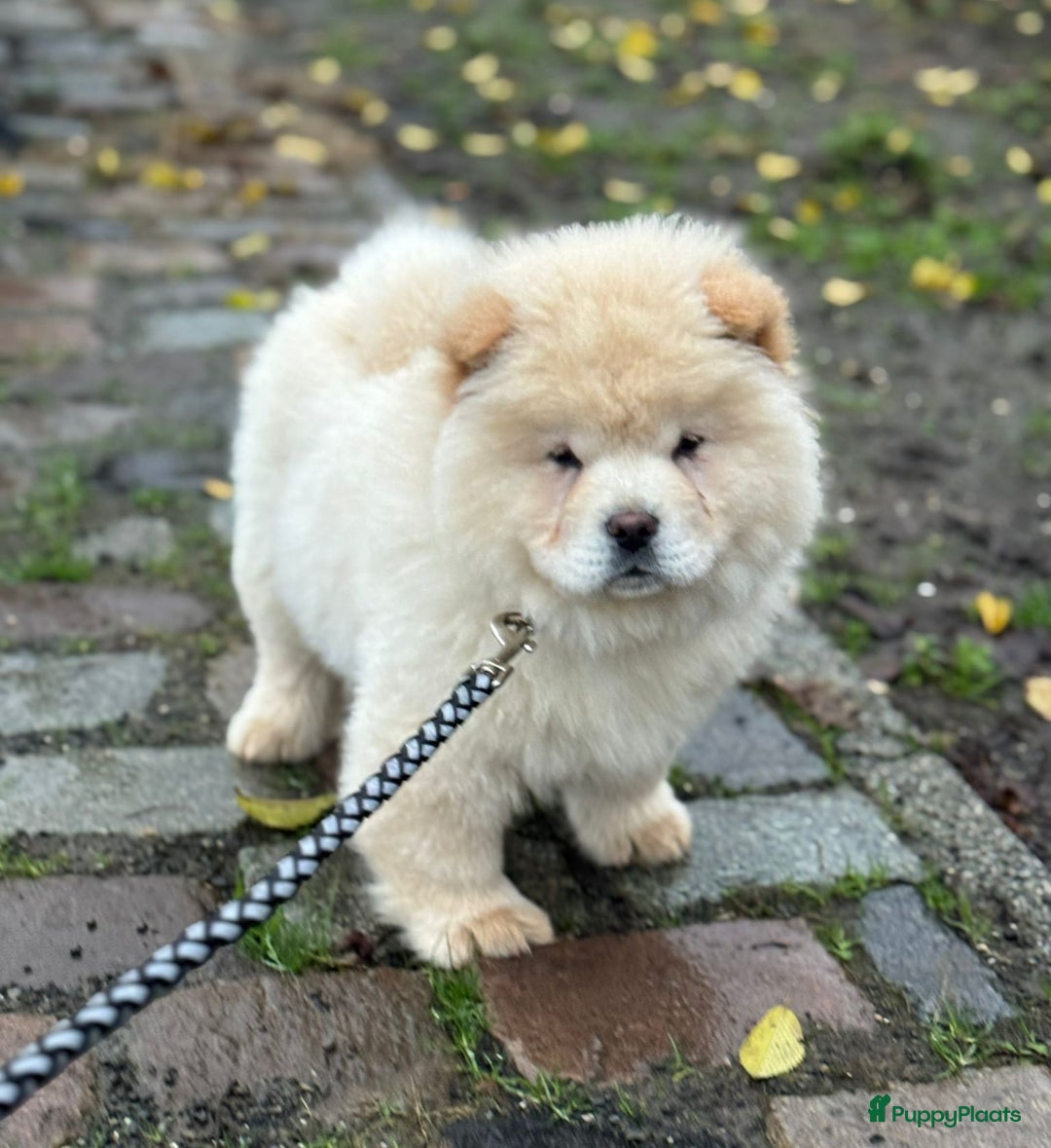 Chow Chow honden te koop: Chow chow pup - Advertentie 6