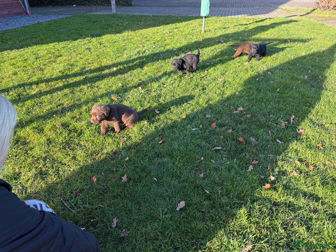 Labrador Retriever honden te koop: Nog 1 Lievebruine labrador pup te koop - Advertentie 1