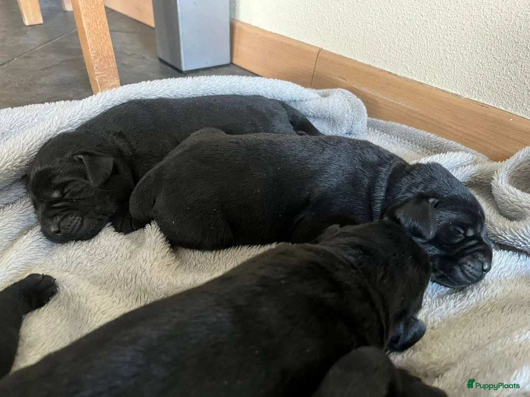 Labrador Retriever honden te koop: Labrador Retriever pups - Advertentie 6