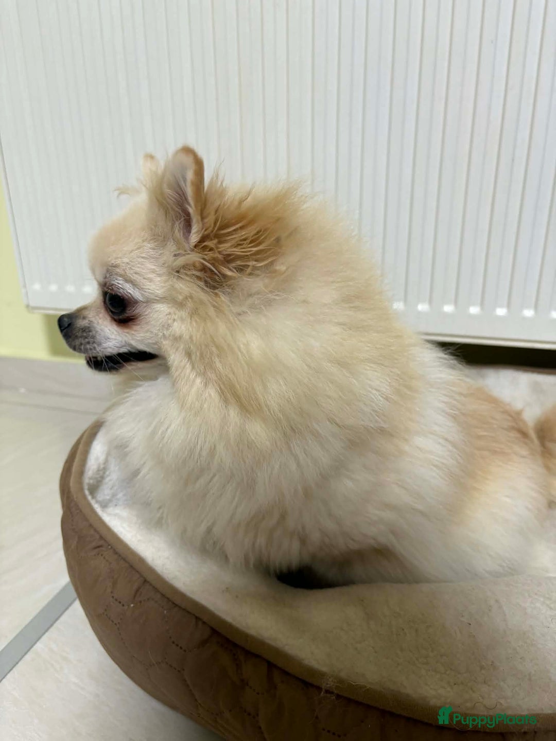 Pomeriaan honden te koop: Pomeriaan puppy’s  - Advertentie 5