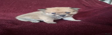 Pomsky Puppy 3