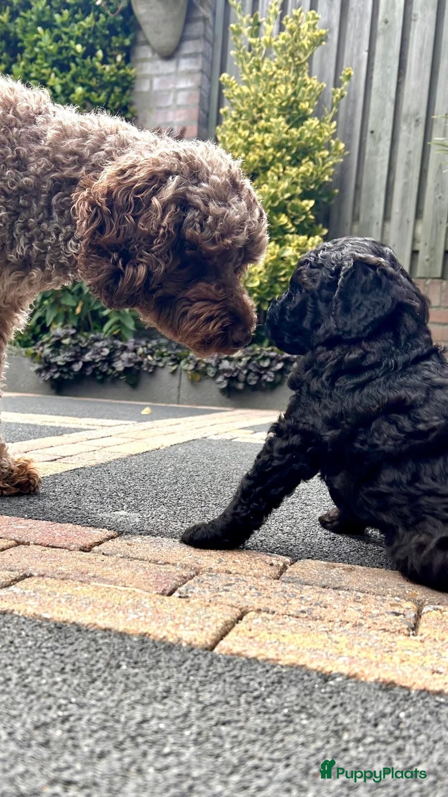 Kruising honden mini labradoodle pups - Advertentie 14
