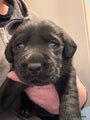 Labrador Retriever Puppy 5