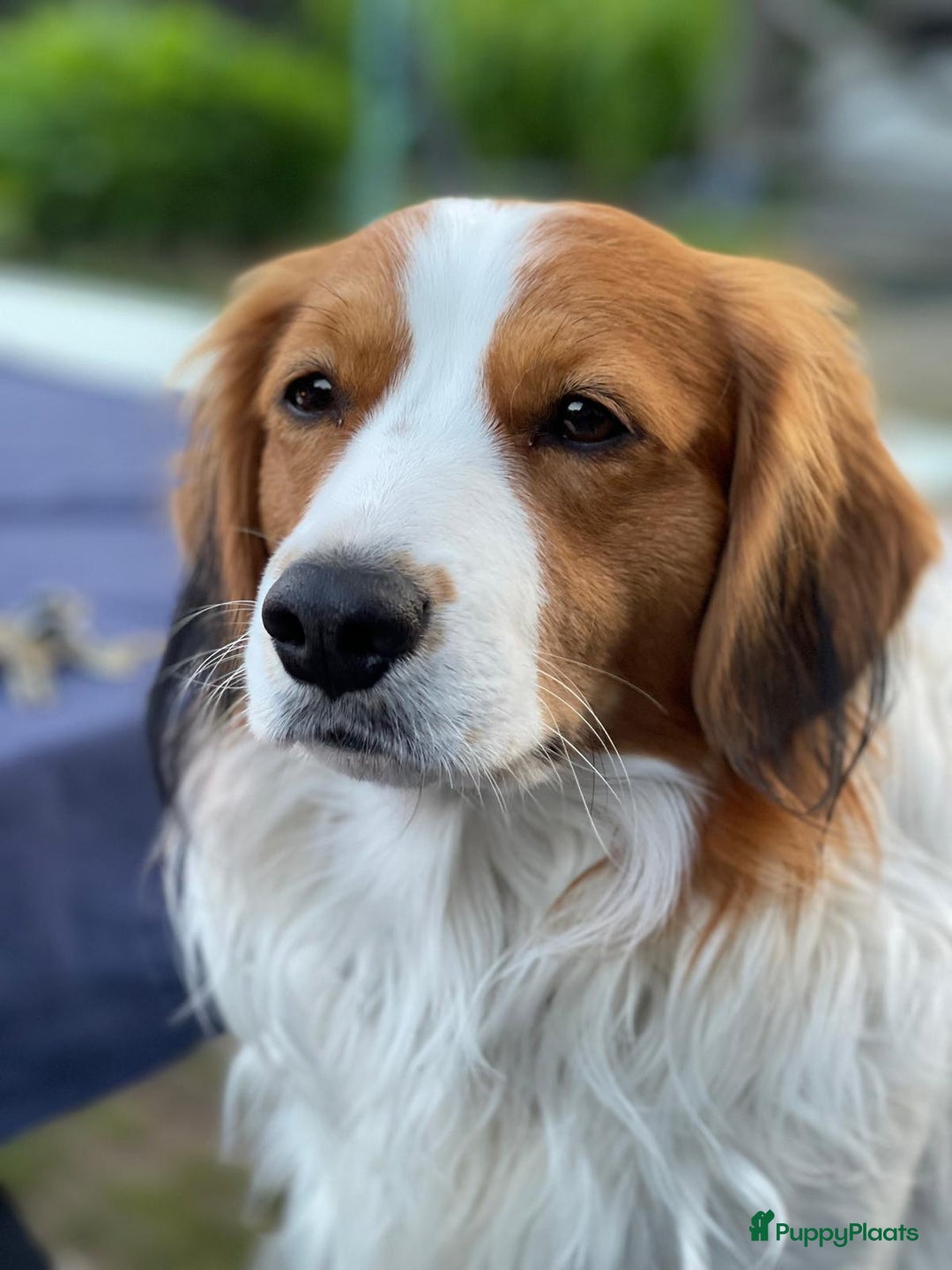 Kooikerhondje honden te koop: Supermooie gesocialiseerde reutjes - Advertentie 4