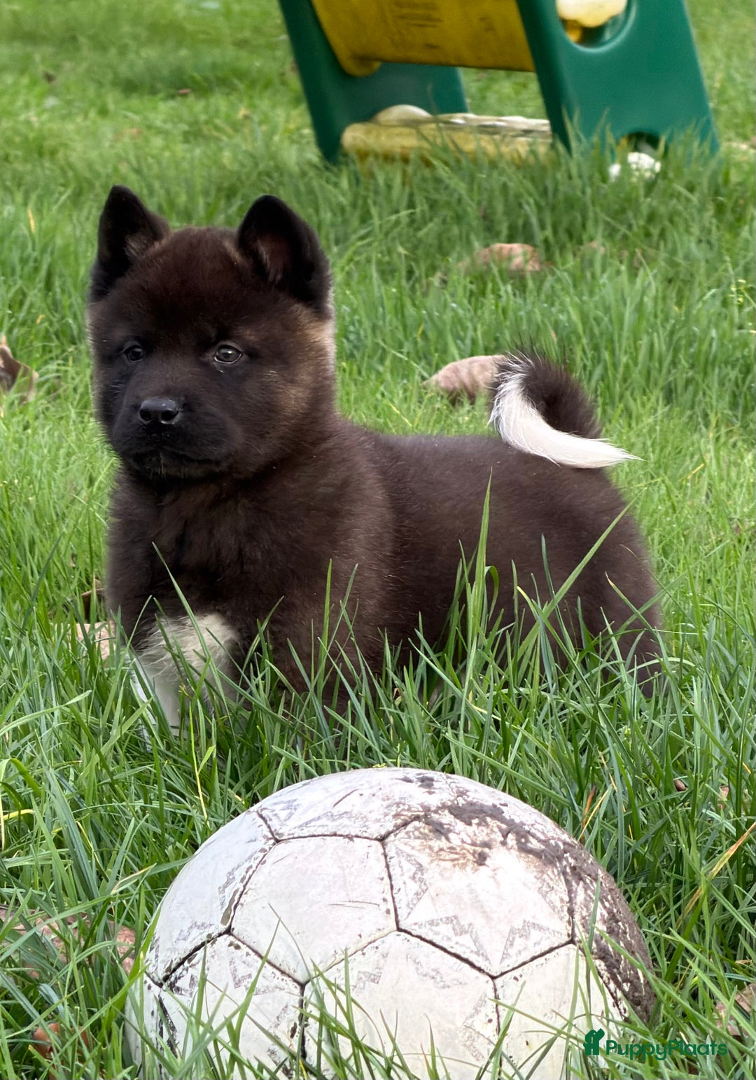 American Akita honden te koop: Prachtige American akita pups van unieke bloedlijn - Advertentie 20