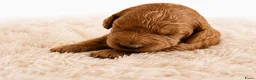 Australian Labradoodle honden te koop: Rood/Abrikoos Australian Labradoodle Puppy's - Advertentie 16