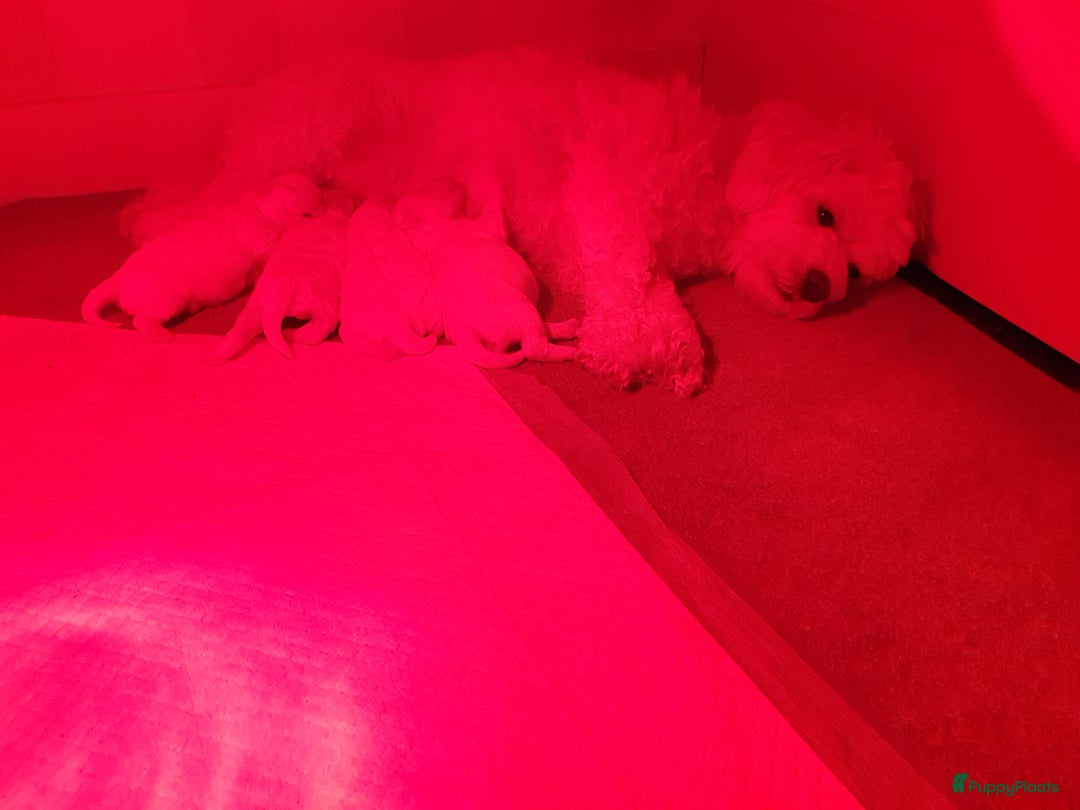 Maltipoo honden te koop: Maltipoo - Advertentie 11