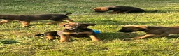 Kruising honden te koop: Kruising mechelse herder Berner sennen in Nijkerkerveen - Advertentie 6