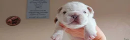 Franse Bulldog honden te koop: Prachtige Franse Bulldog pups met stamboom - Advertentie 18