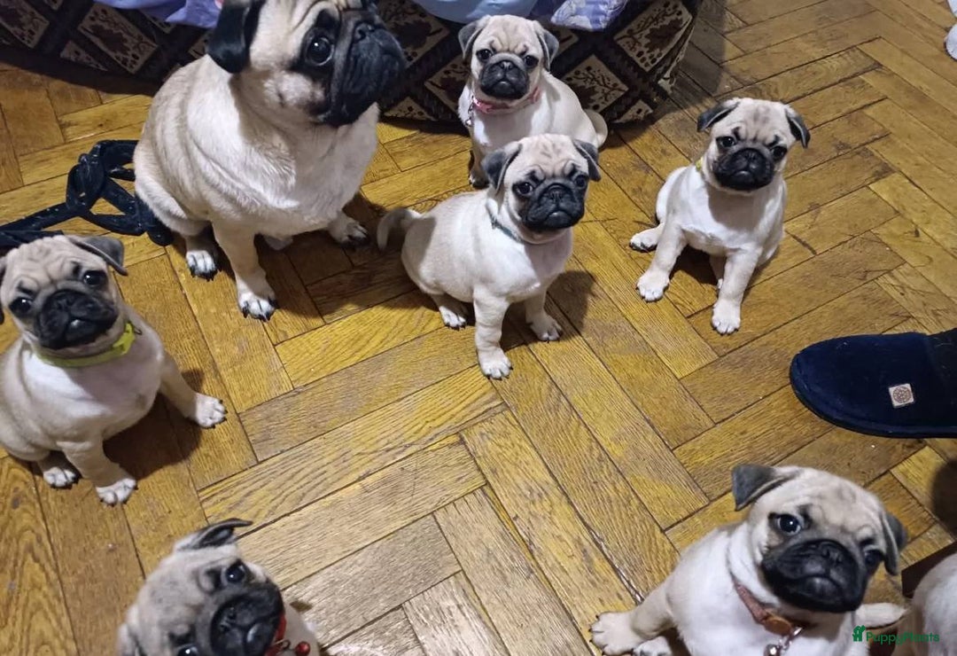 Mopshond honden te koop: Mopshond puppy’s  - Advertentie 1