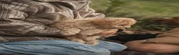 Poedel Toy honden te koop: 5 lieve Mini Toy Poedel pups zoeken een fijn thuis - Advertentie 19