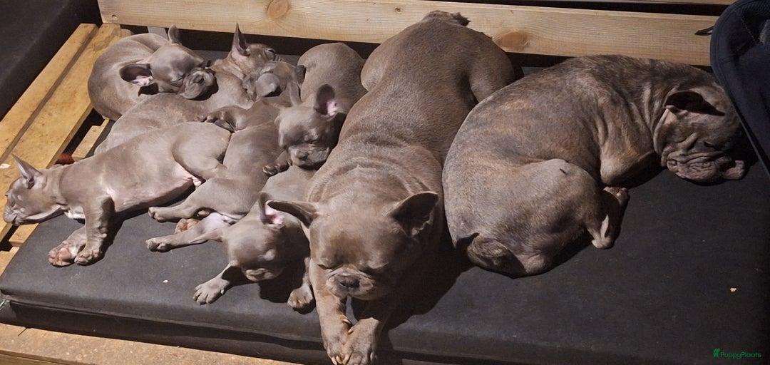 Galerij afbeelding {{count}}