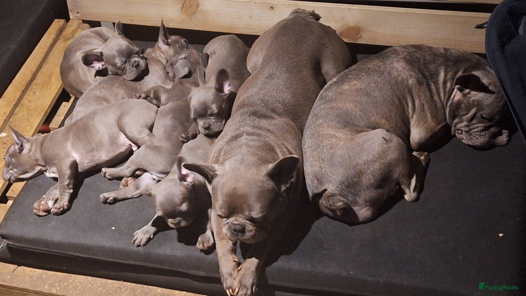 Galerij afbeelding {{count}}