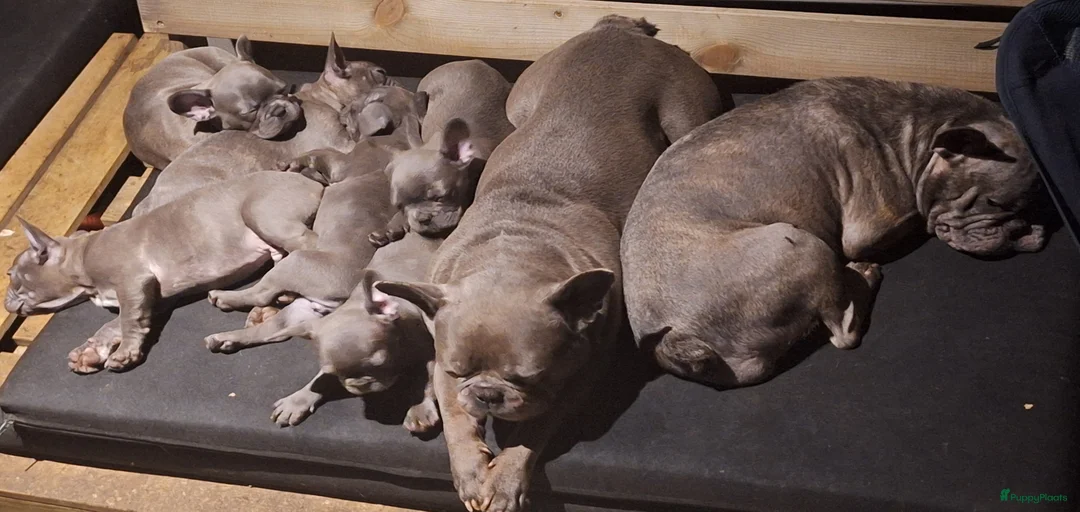 Galerij afbeelding {{count}}