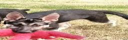 Duitse Herder honden te koop: Prachtige Oost Europese herder pups met Stamboom - Advertentie 3