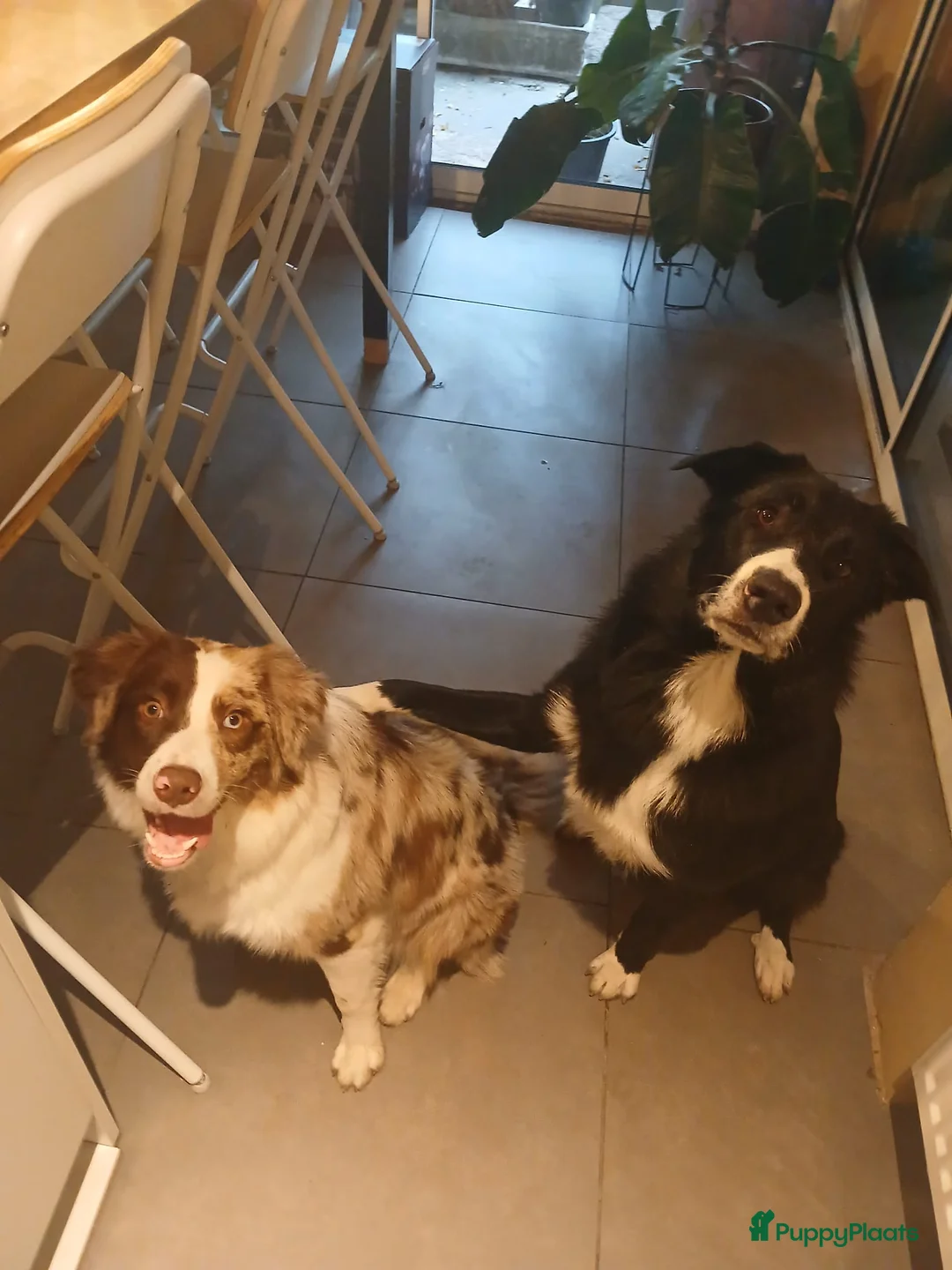 Border Collie honden te koop: Bordercollie pups  - Advertentie 18