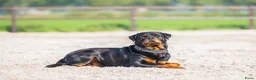 Rottweiler honden te koop: Rottweiler pups verwacht. - Advertentie 4