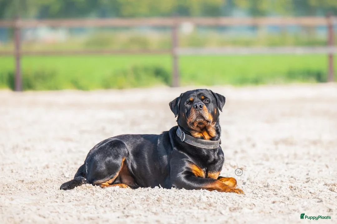Rottweiler honden te koop: Rottweiler pups verwacht. - Advertentie 4