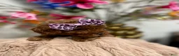 Poedel Toy honden te koop: toypoedel  - Advertentie 12