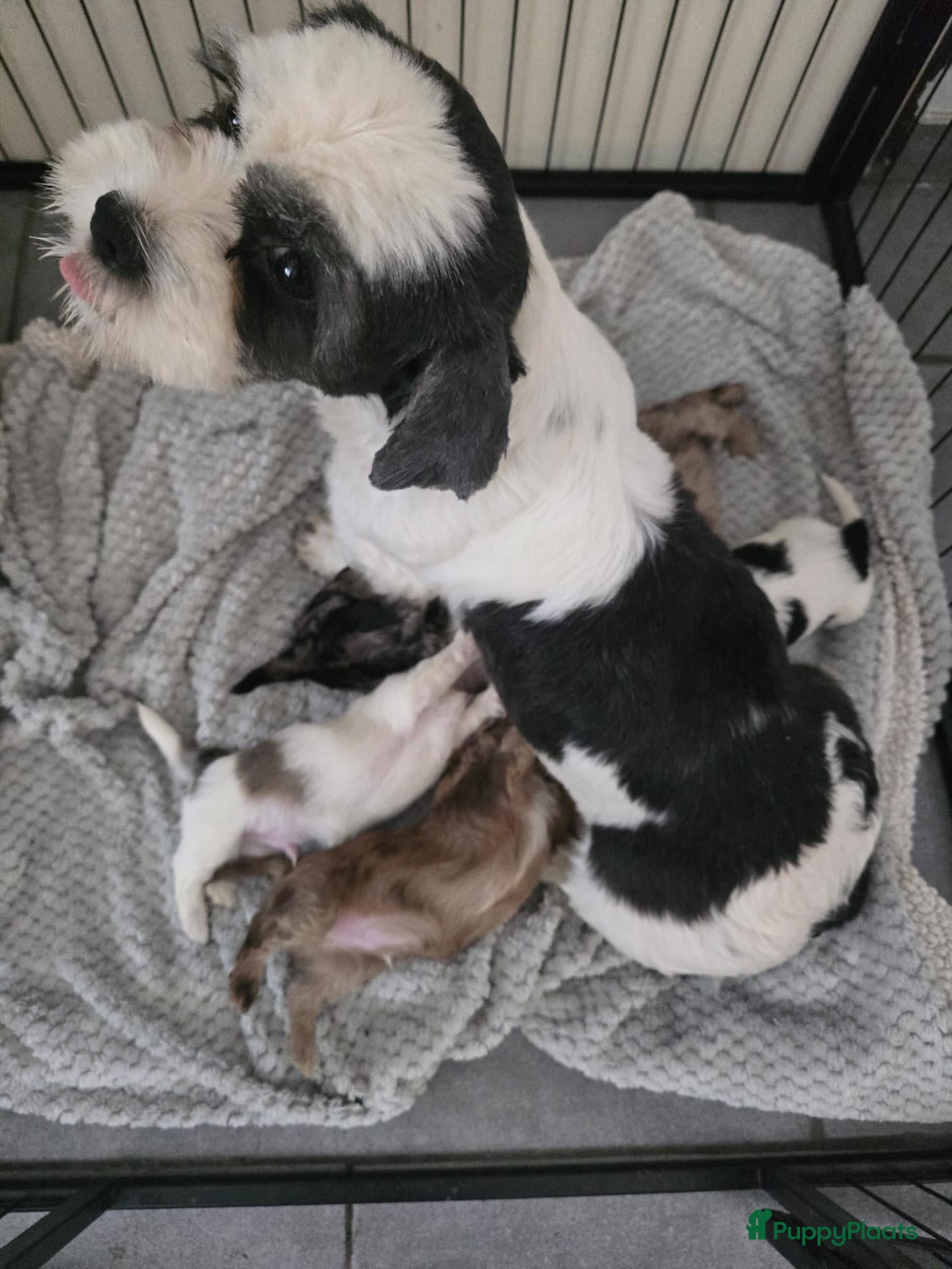 Kruising honden Boomer pups - Advertentie 8