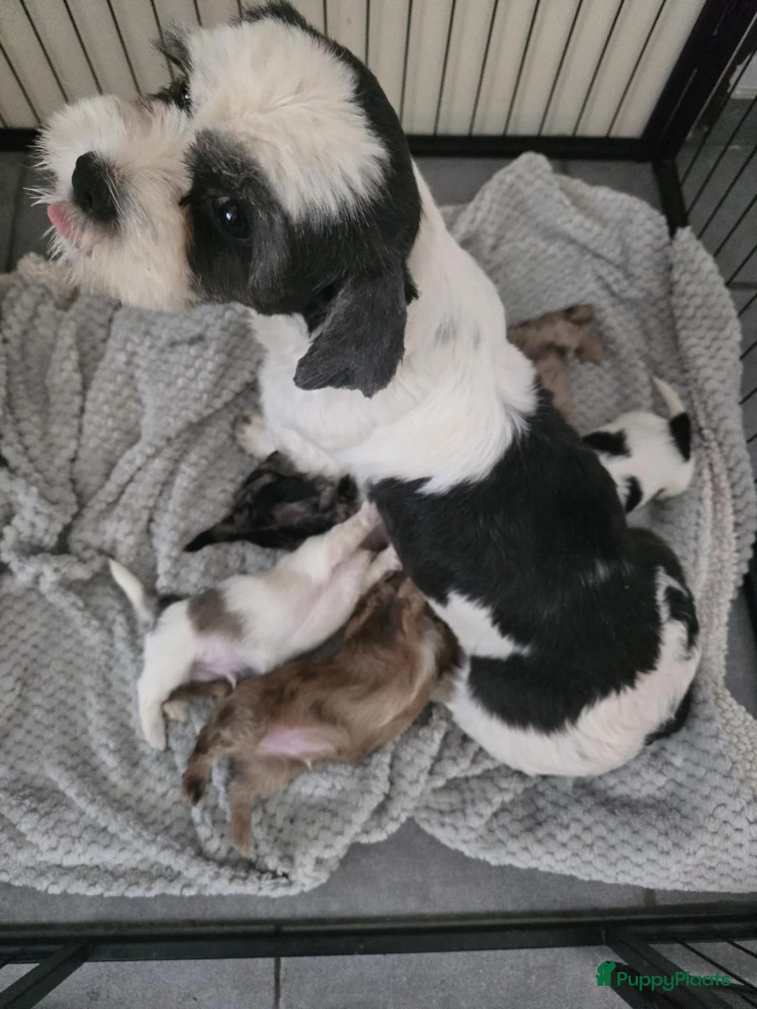Kruising honden te koop: Boomer pups - Advertentie 1