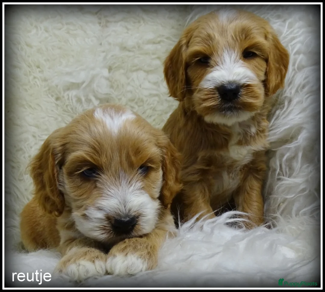 Cockapoo honden te koop: Cockapoo pups - Advertentie 10