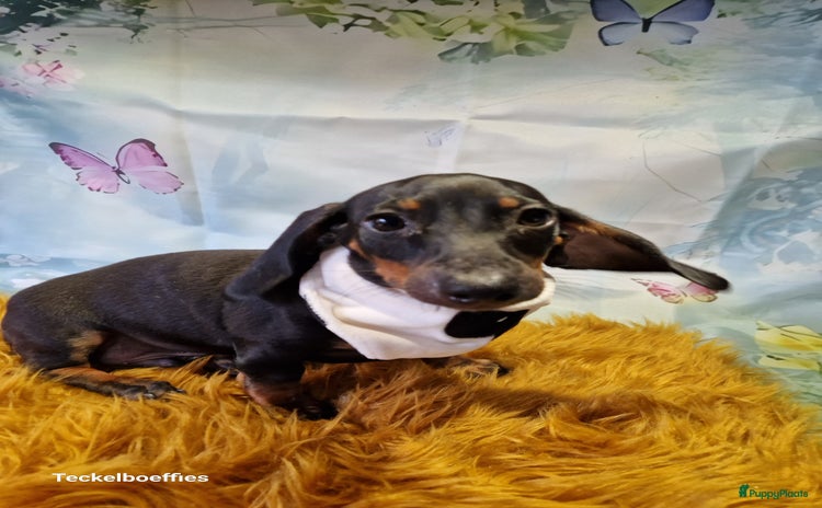 Teckel (korthaar)  honden - Advertentie 2