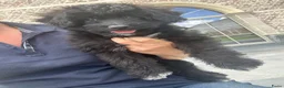 Kruising honden te koop: Miniature australian doodles  - Advertentie 7