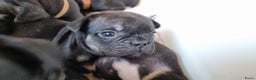 Franse Bulldog honden te koop: Fr bulldog puppy's uit geteste ouders - Advertentie 9