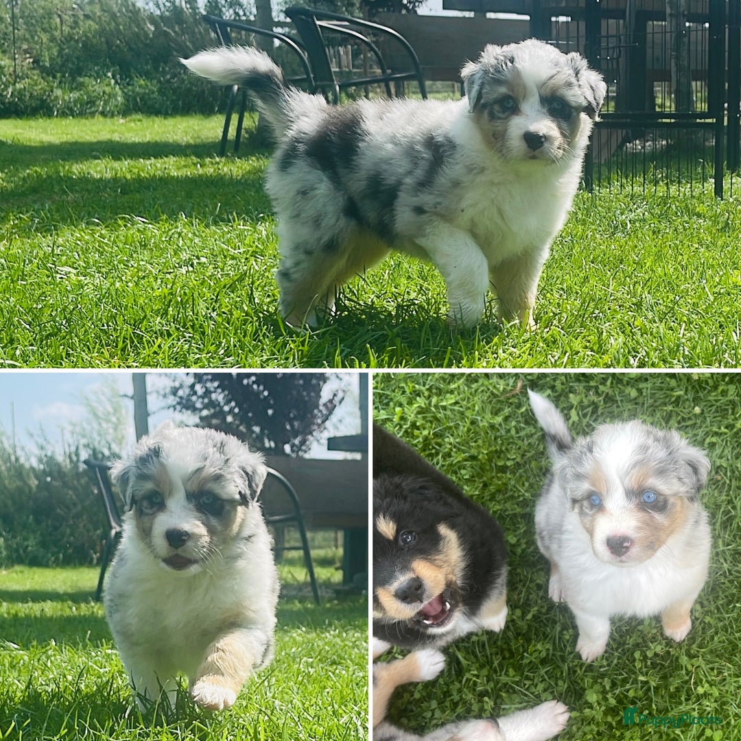 Australian Shepherd honden te koop: Prachtige pups Australian shepherd X Pomsky  - Afbeelding 17