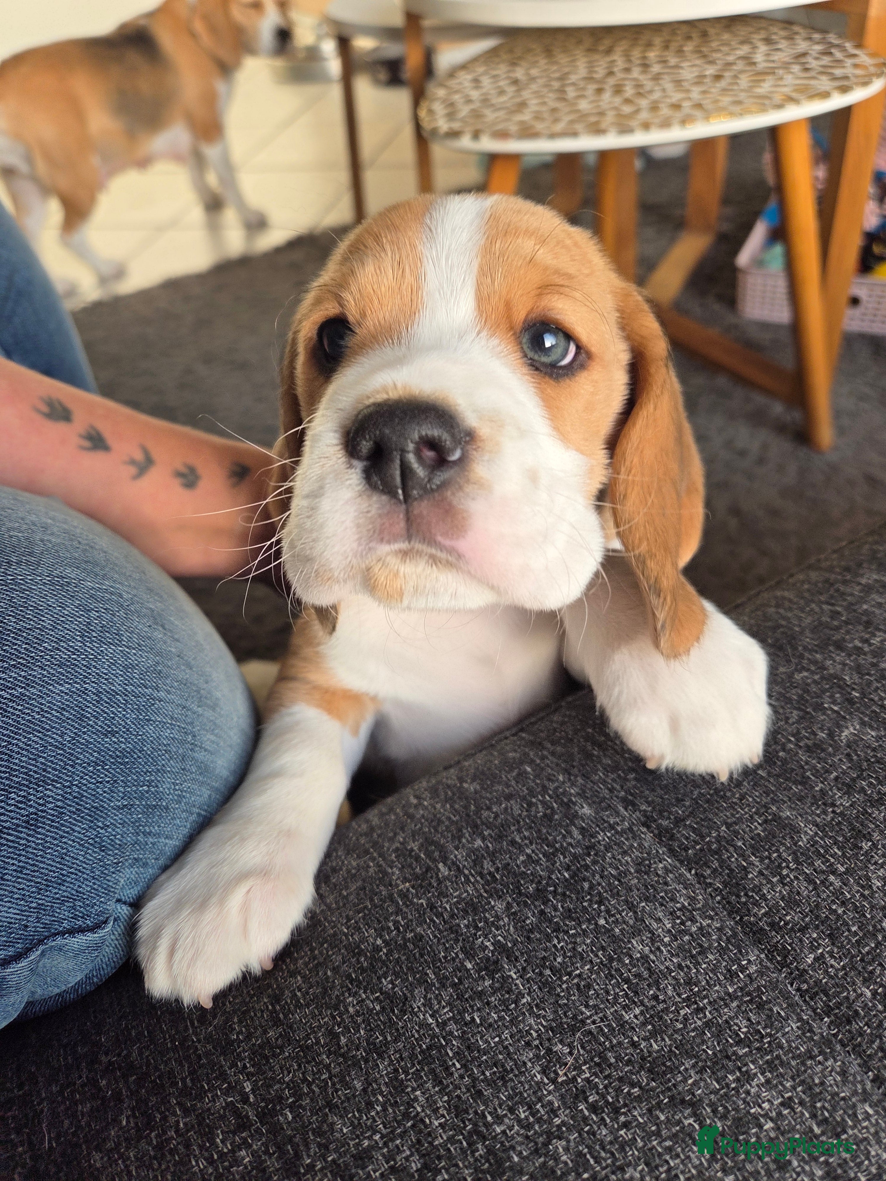 Beagle honden Beagle tricolor reutje te koop met stamboom - Advertentie 2
