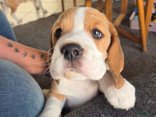 Beagle honden Beagle tricolor reutje te koop met stamboom - Advertentie 3
