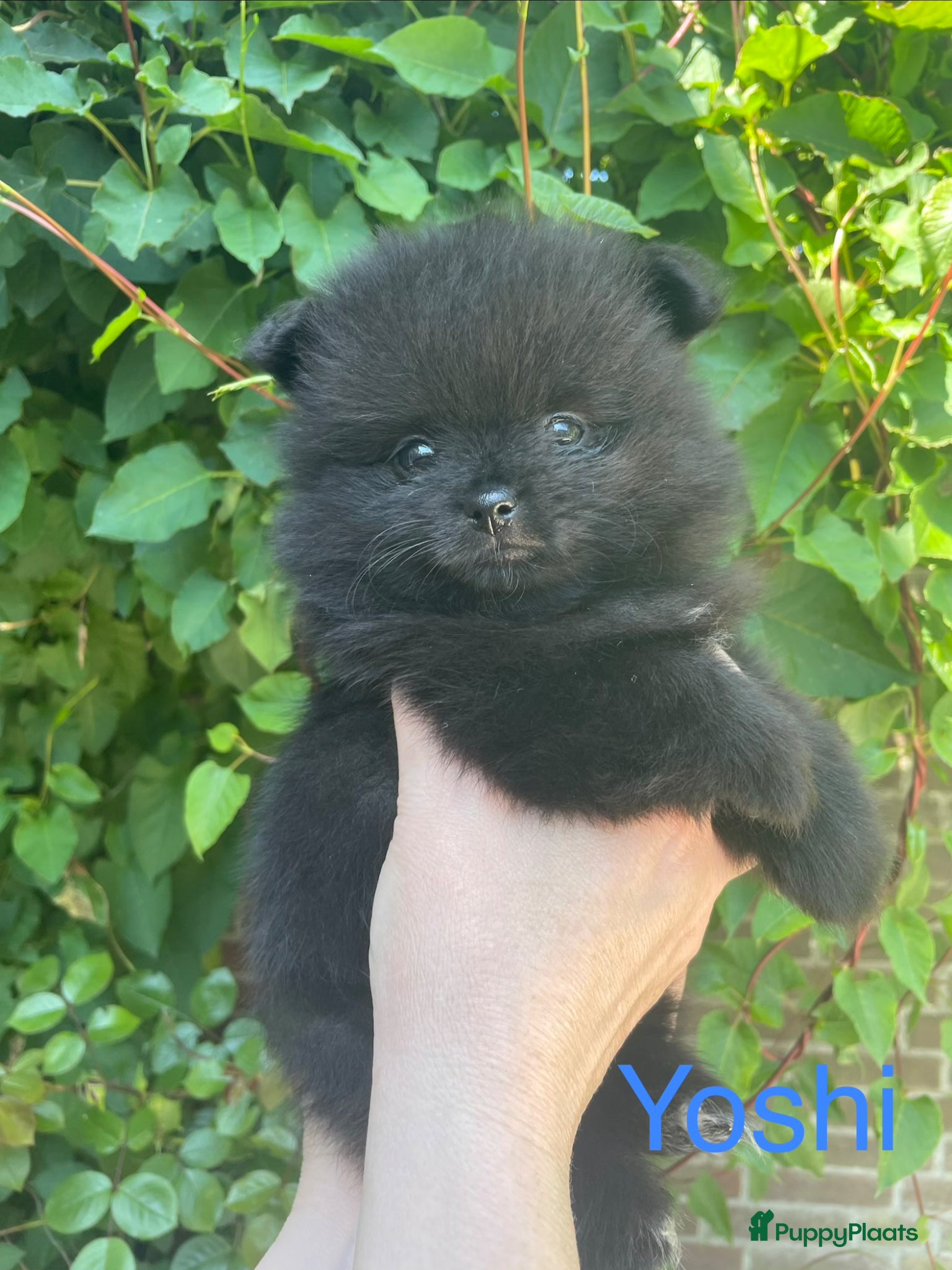 Pomeriaan honden 5 Prachtige Pomeriaan/dwergkees pups.🩵🩷 - Advertentie 6