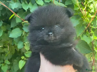 Pomeriaan honden 5 Prachtige Pomeriaan/dwergkees pups.🩵🩷 - Advertentie 6
