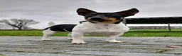 Jack Russel Terriër honden te koop: 🥰 5 Prachtige Jack Russel pups! 🐶 - Advertentie 24