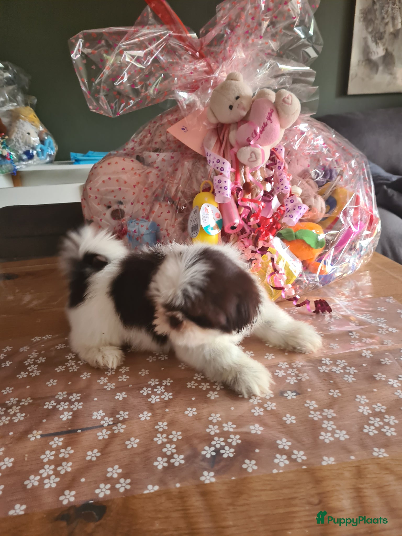 Shih Tzu honden Shihtzu choco pups - Advertentie 1