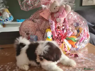 Shih Tzu honden Shihtzu choco pups - Advertentie 1