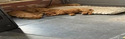 Australian Labradoodle honden te koop: Misschien zoekt dit Labradoodle pupje jou!  in Biervliet - Advertentie 9