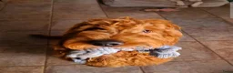 Goldendoodle honden ter dekking: Exclusieve Dekreu Beschikbaar – Milo - Advertentie 3