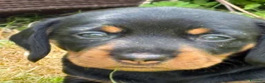 Ruwhaar Teckel 1