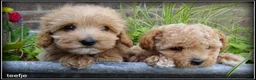 Maltipoo honden te koop: Maltipoo F1b pups - Advertentie 14